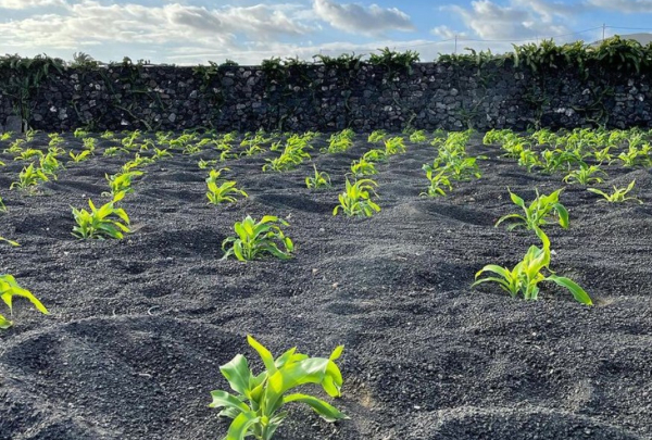 A visit to the volcanic eco-estate Vegacosta